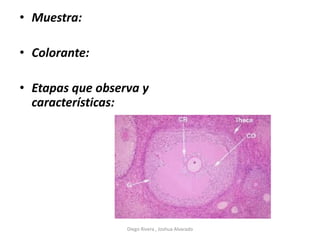 • Muestra:
• Colorante:
• Etapas que observa y
características:
Diego Rivera , Joshua Alvarado
 