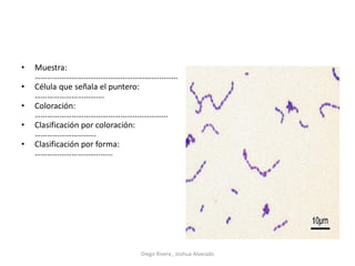 • Muestra:
……………………………………………………..……..
• Célula que señala el puntero:
…………………………….
• Coloración:
…………………………………………..……………
• Clasificación por coloración:
…………………………
• Clasificación por forma:
…………………………..……
Diego Rivera , Joshua Alvarado
 