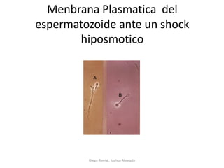 Menbrana Plasmatica del
espermatozoide ante un shock
hiposmotico
Diego Rivera , Joshua Alvarado
 