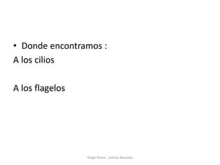 • Donde encontramos :
A los cilios
A los flagelos
Diego Rivera , Joshua Alvarado
 