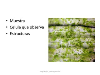 • Muestra
• Celula que observa
• Estructuras
Diego Rivera , Joshua Alvarado
 