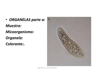 • ORGANELAS parte a:
Muestra:
Micoorganismo:
Organela:
Colorante:.
Diego Rivera , Joshua Alvarado
 