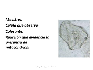 Muestra:.
Celula que observa
Colorante:
Reacción que evidencia la
presencia de
mitocondrias:
Diego Rivera , Joshua Alvarado
 