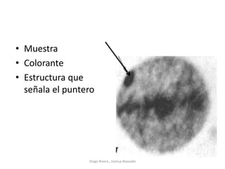 • Muestra
• Colorante
• Estructura que
señala el puntero
Diego Rivera , Joshua Alvarado
 