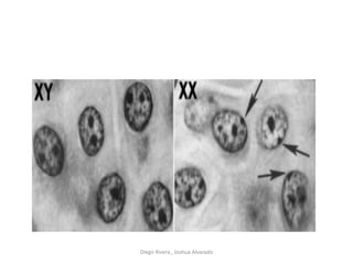 Diego Rivera , Joshua Alvarado
 