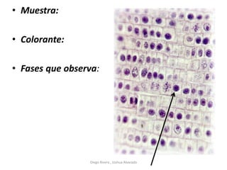 • Muestra:
• Colorante:
• Fases que observa:
Diego Rivera , Joshua Alvarado
 