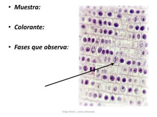 • Muestra:
• Colorante:
• Fases que observa:
Diego Rivera , Joshua Alvarado
 