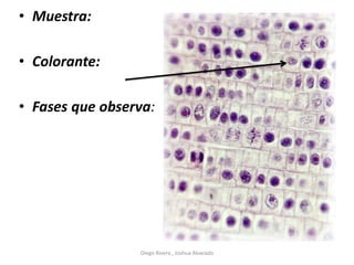 • Muestra:
• Colorante:
• Fases que observa:
Diego Rivera , Joshua Alvarado
 