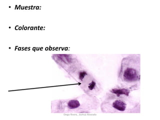 • Muestra:
• Colorante:
• Fases que observa:
Diego Rivera , Joshua Alvarado
 