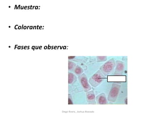 • Muestra:
• Colorante:
• Fases que observa:
Diego Rivera , Joshua Alvarado
 