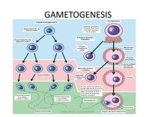 GAMETOGENESIS
Diego Rivera , Joshua Alvarado
 
