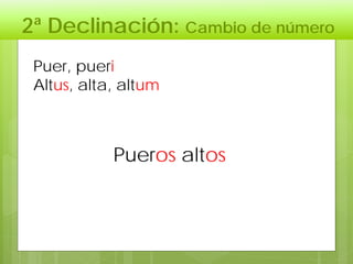 2ª Declinación: Cambio de número
Pueros altos
Puer, pueri
Altus, alta, altum
 