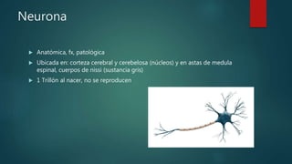 Neurona
 Anatómica, fx, patológica
 Ubicada en: corteza cerebral y cerebelosa (núcleos) y en astas de medula
espinal, cuerpos de nissi (sustancia gris)
 1 Trillón al nacer, no se reproducen
 