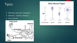 Tipos
 Aferente/ sensorial / receptora
 Eferente / motora / efectora
 Inter neurona
 
