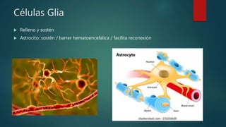 Células Glia
 Relleno y sostén
 Astrocito: sostén / barrer hematoencefalica / facilita reconexión
 