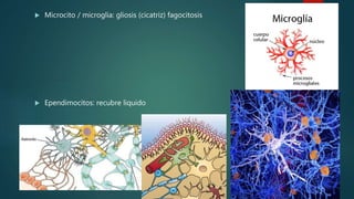  Microcito / microglia: gliosis (cicatriz) fagocitosis
 Ependimocitos: recubre liquido
 