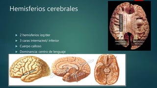 Hemisferios cerebrales
 2 hemisferios izq/der
 3 caras interna/ext/ inferior
 Cuerpo calloso
 Dominancia: centro de lenguaje
 