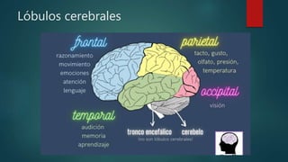 Lóbulos cerebrales
 
