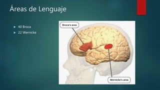 Áreas de Lenguaje
 40 Broca
 22 Wernicke
 
