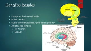 Ganglios basales
 Encargados de via extrapiramidal
 Nucleo caudado
 Nucleo lenticular (putamen / glob, palido): pule mov
 Amigdala (lob temp) ira
 HUNTINGTON
 BALISMO
 