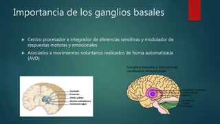 Importancia de los ganglios basales
 Centro procesador e integrador de aferencias sensitivas y modulador de
respuestas motoras y emocionales
 Asociados a movimientos voluntarios realizados de forma automatizada
(AVD)
 