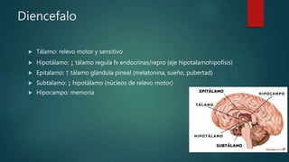 Diencefalo
 Tálamo: relevo motor y sensitivo
 Hipotálamo: ↓ tálamo regula fx endocrinas/repro (eje hipotalamohipofisis)
 Epitalamo: ↑ tálamo glándula pineal (melatonina, sueño, pubertad)
 Subtalamo: ↓ hipotálamo (núcleos de relevo motor)
 Hipocampo: memoria
 