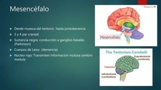 Mesencéfalo
 Desde muesca del tentorio hasta protuberancia
 3 y 4 par craneal
 Sustancia negra: conducción a ganglios basales
(Parkinson)
 Cuerpos de Lewy (demencia)
 Núcleo rojo: Transmiten información motora cerebro
medula
 