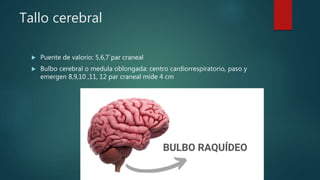 Tallo cerebral
 Puente de valorio: 5,6,7´par craneal
 Bulbo cerebral o medula oblongada: centro cardiorrespiratorio, paso y
emergen 8,9,10 ,11, 12 par craneal mide 4 cm
 