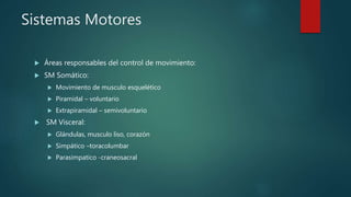 Sistemas Motores
 Áreas responsables del control de movimiento:
 SM Somático:
 Movimiento de musculo esquelético
 Piramidal – voluntario
 Extrapiramidal – semivoluntario
 SM Visceral:
 Glándulas, musculo liso, corazón
 Simpático –toracolumbar
 Parasimpatico -craneosacral
 