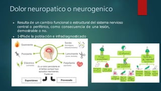 Dolor neuropatico o neurogenico
▶ Resulta de un cambio funcional o estructural del sistema nervioso
central o periférico, como consecuencia de una lesión,
demostrable o no.
▶ 1-8%de la población e infradiagnosticado
 