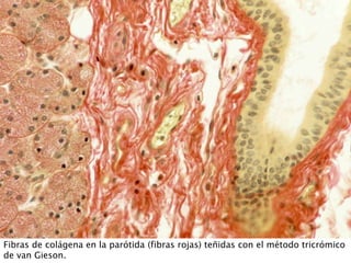 Fibras de colágena en la parótida (fibras rojas) teñidas con el método tricrómico
de van Gieson.
 