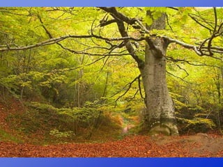 Repaso 1ª evaluación 2012