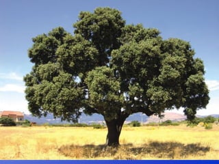 Repaso 1ª evaluación 2012