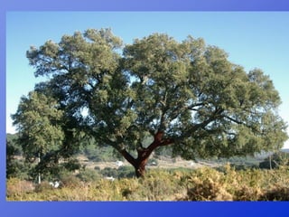 Repaso 1ª evaluación 2012