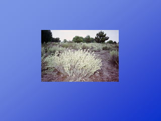 Repaso 1ª evaluación 2012