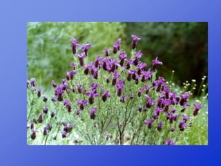 Repaso 1ª evaluación 2012