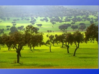 Repaso 1ª evaluación 2012