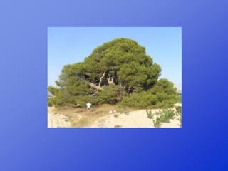 Repaso 1ª evaluación 2012