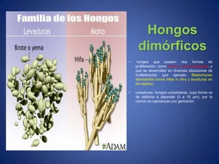 • hongos que poseen dos formas de
proliferación: como mohos o como levaduras, y
que se desarrollan en diversas situaciones de
multiplicación (por ejemplo, Blastomyces
dermatitidis forma hifas in vitro y levaduras en
los tejidos).
• Levaduras: hongos unicelulares, cuya forma va
de esférica a elipsoide (3 a 15 μm), por lo
común se reproducen por gemación.
Hongos
dimórficos
 