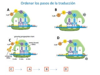 Ordenar los pasos de la traducción
A B
C
D
C A B D
 