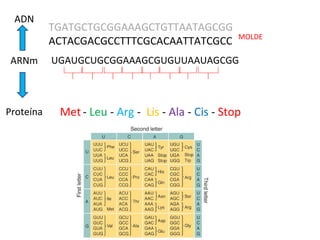 UGAUGCUGCGGAAAGCGUGUUAAUAGCGG
ADN
ARNm
Proteína Met - Leu - Arg - Lis - Ala - Cis - Stop
TGATGCTGCGGAAAGCTGTTAATAGCGG
ACTACGACGCCTTTCGCACAATTATCGCC MOLDE
 