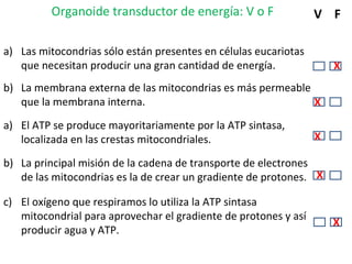 a) Las mitocondrias sólo están presentes en células eucariotas
que necesitan producir una gran cantidad de energía.
b) La membrana externa de las mitocondrias es más permeable
que la membrana interna.
a) El ATP se produce mayoritariamente por la ATP sintasa,
localizada en las crestas mitocondriales.
b) La principal misión de la cadena de transporte de electrones
de las mitocondrias es la de crear un gradiente de protones.
c) El oxígeno que respiramos lo utiliza la ATP sintasa
mitocondrial para aprovechar el gradiente de protones y así
producir agua y ATP.
Organoide transductor de energía: V o F V F
X X
X
X
X
X
 