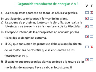 Organoide transductor de energía: V o F
a) Los cloroplastos aparecen en todas las células vegetales.
b) Los tilacoides se encuentran formando los grana.
c) La cadena de proteínas, junto con la clorofila, que realiza la
fotosíntesis se encuentra en la membrana de los tilacoides.
d) El espacio interno de los cloroplastos no ocupado por los
tilacoides se denomina estroma.
e) El CO2 que consumen las plantas se debe a la acción directa
de las moléculas de clorofila que se encuentran en los
fotosistemas I y II.
f) El oxígeno que producen las plantas se debe a la rotura de las
moléculas de agua que lleva a cabo el fotosistema II
V F
X X
X
X
X
X
X
 