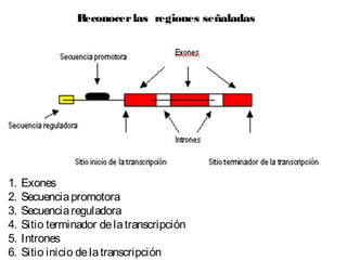 1. Exones
2. Secuenciapromotora
3. Secuenciareguladora
4. Sitio terminador delatranscripción
5. Intrones
6. Sitio inicio delatranscripción
Reconocerlas regiones señaladas
 