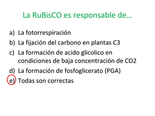 La RuBisCO es responsable de…
a) La fotorrespiración
b) La fijación del carbono en plantas C3
c) La formación de acido glicolico en
condiciones de baja concentración de CO2
d) La formación de fosfoglicerato (PGA)
e) Todas son correctas
 