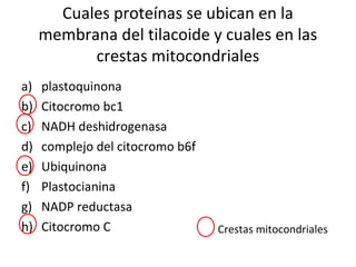 Cuales proteínas se ubican en la
membrana del tilacoide y cuales en las
crestas mitocondriales
a) plastoquinona
b) Citocromo bc1
c) NADH deshidrogenasa
d) complejo del citocromo b6f
e) Ubiquinona
f) Plastocianina
g) NADP reductasa
h) Citocromo C Crestas mitocondriales
 