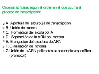 A. Aperturadelaburbujadetranscripción
B. Unión deexones 
C.  Formación delacolapoliA     
D.  Separación delaARN polimerasa
E. Elongación delacadenadeARN      
F.Eliminación deintrones      
G.Unión delaARN polimerasaasecuenciasespecíficas
(promotor)   
Ordenalasfrasessegún el orden en el queocurreel
proceso detranscripción:
1
2
3
4
5
6
7
 
