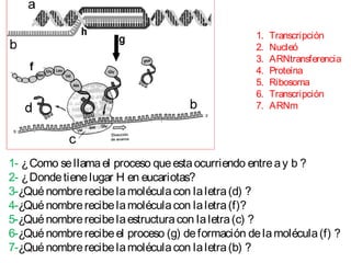 1- ¿Como sellamael proceso queestaocurriendo entreay b ?
2- ¿Dondetienelugar H en eucariotas?
3-¿Quénombrerecibelamoléculacon laletra(d) ?
4-¿Quénombrerecibelamoléculacon laletra(f)?
5-¿Quénombrerecibelaestructuracon laletra(c) ?
6-¿Quénombrerecibeel proceso (g) deformación delamolécula(f) ?
7-¿Quénombrerecibelamoléculacon laletra(b) ?
1. Transcripción
2. Nucleó
3. ARNtransferencia
4. Proteína
5. Ribosoma
6. Transcripción
7. ARNm
 