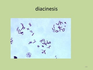 diacinesis

103

 