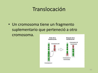 Translocación
• Un cromosoma tiene un fragmento
suplementario que perteneció a otro
cromosoma.

107

 